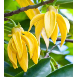 BHANDARI Artabotrys hexapetalus