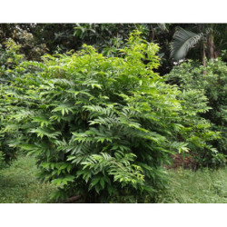 BHANDARI Artabotrys hexapetalus