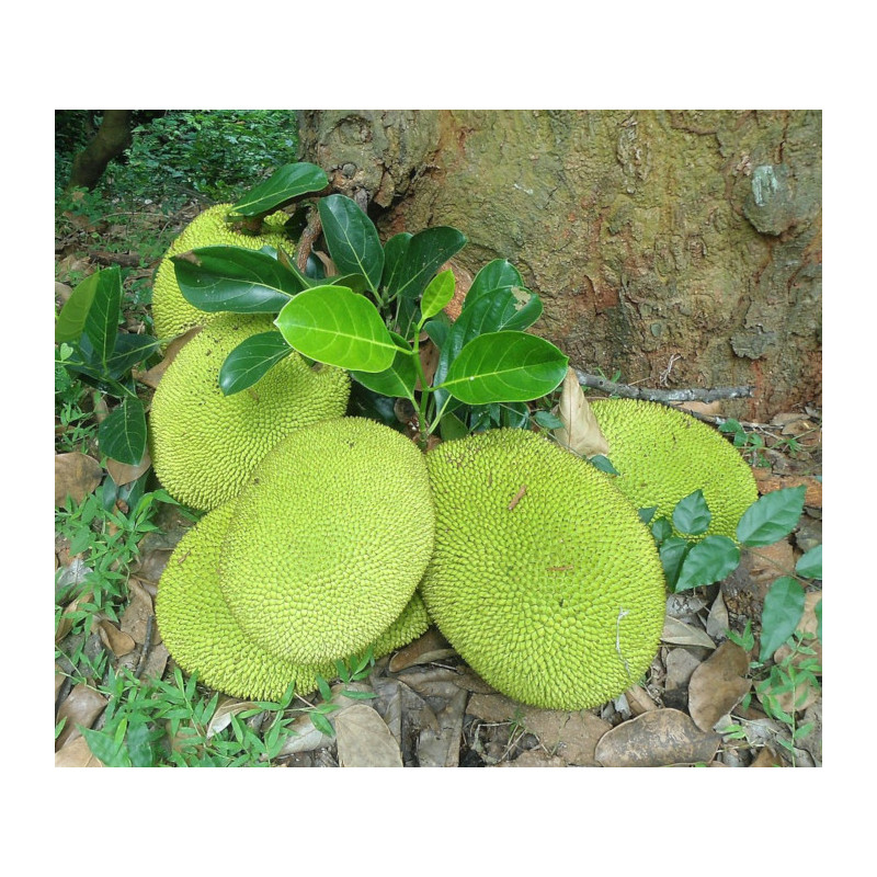 CHLEBOWIEC RÓŻNOLISTNY Artocarpus heterophyllus