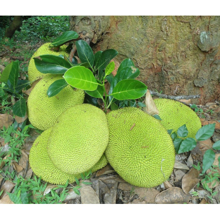CHLEBOWIEC RÓŻNOLISTNY Artocarpus heterophyllus