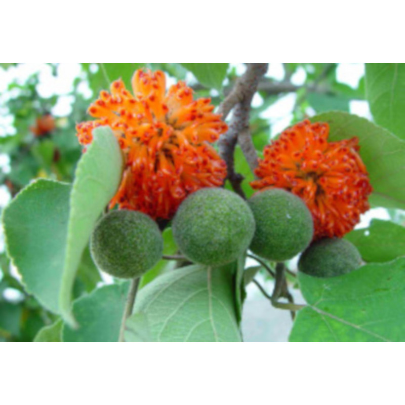 BRUSONENCJA MORWA PAPIEROWA Broussonetia papyrifera