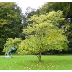 BRUSONENCJA MORWA PAPIEROWA Broussonetia papyrifera