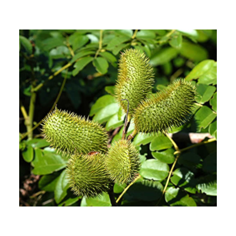 ORZECH KNICKER Caesalpinia bonduc