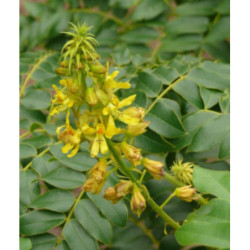 ORZECH KNICKER Caesalpinia bonduc