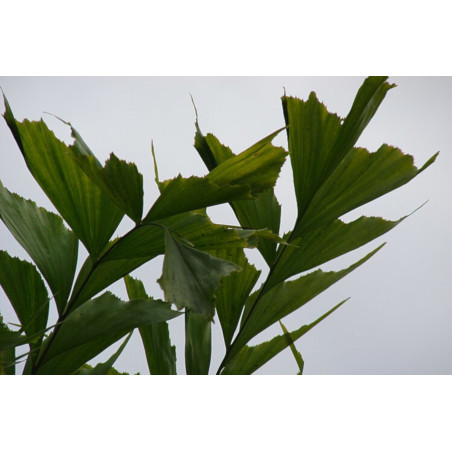 KARIOTA ŁAGODNA Caryota mitis