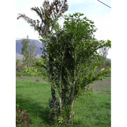 KARIOTA ŁAGODNA Caryota mitis