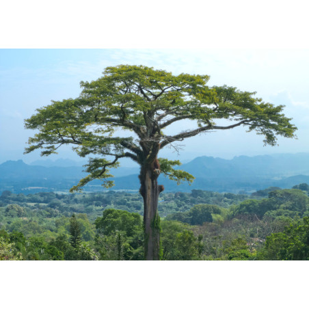 PUCHOWIEC PIĘCIOPRĘCIKOWY Ceiba pentandra