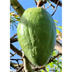 PUCHOWIEC PIĘCIOPRĘCIKOWY Ceiba pentandra