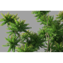 MAHOŃ INDYJSKI Chukrasia velutina