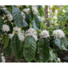 KAWA ARABSKA  Coffea arabica