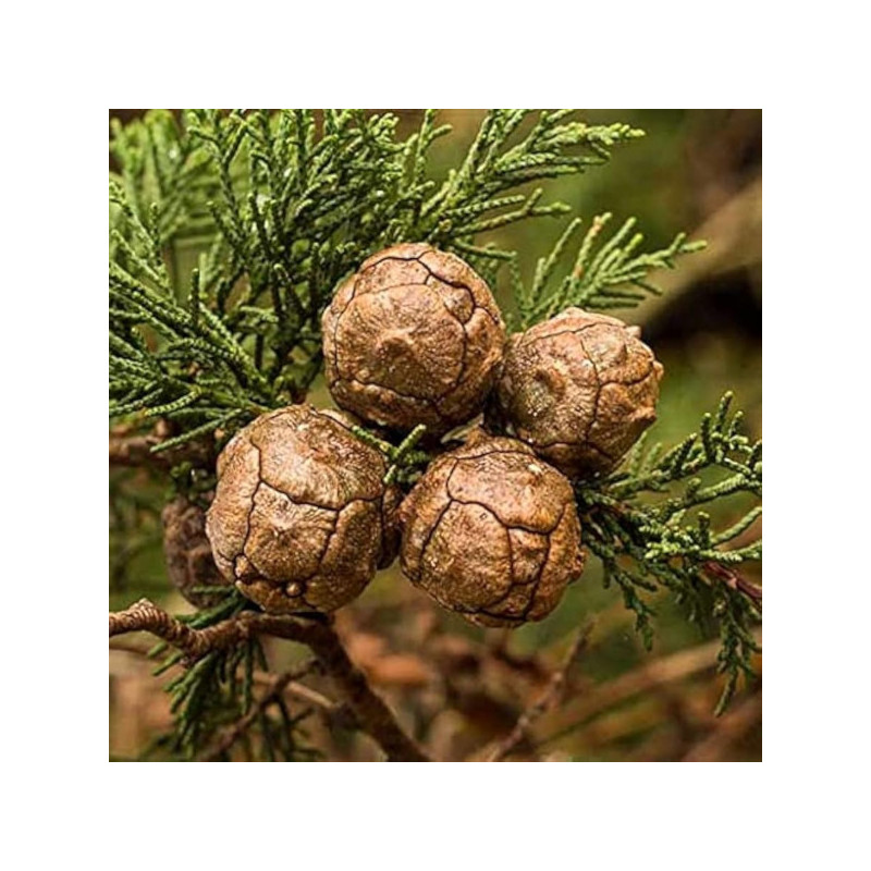 CYPRYS WIELKOSZYSZKOWY "Gold Crest" Cupressus macrocarpa