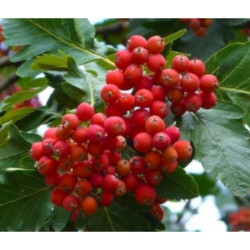 JARZĄB SZWEDZKI Sorbus intermedia