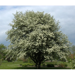 JARZĄB SZWEDZKI Sorbus intermedia