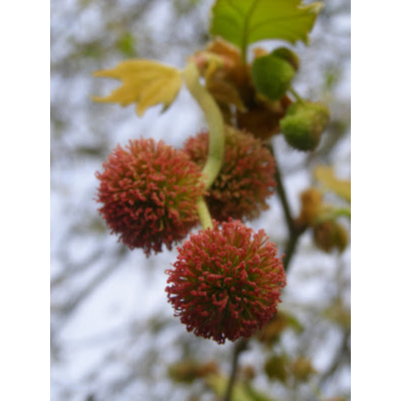 PLATAN KLONOLISTNY Platanus acerifolia
