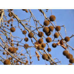 PLATAN KLONOLISTNY Platanus acerifolia