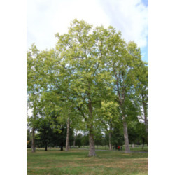 PLATAN KLONOLISTNY Platanus acerifolia