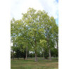 PLATAN KLONOLISTNY Platanus acerifolia