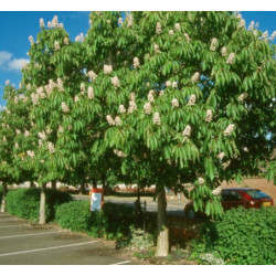 KASZTANOWIEC INDYJSKI Aesculus indica
