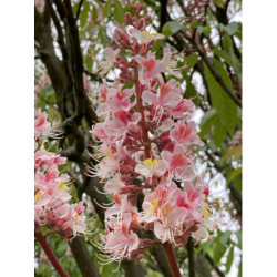 KASZTANOWIEC INDYJSKI Aesculus indica