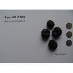 KASZTANOWIEC INDYJSKI Aesculus indica
