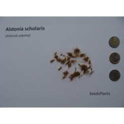ALSTONIA SZKOLNA Alstonia scholaris