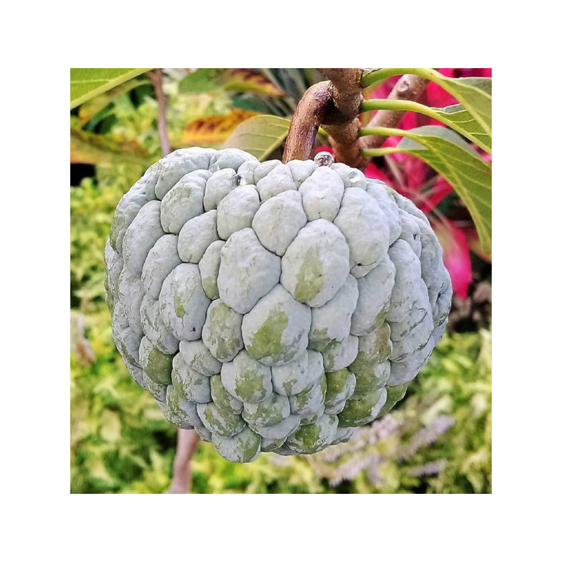 FLASZOWIEC ŁUSKOWATY Annona squamosa