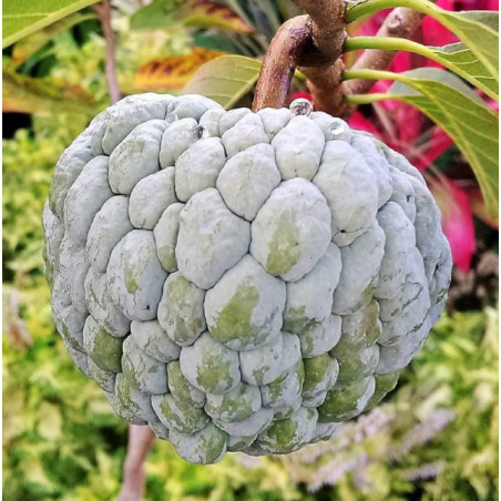 FLASZOWIEC ŁUSKOWATY Annona squamosa