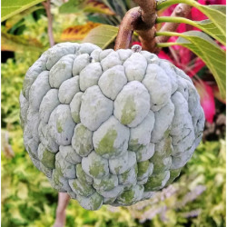 FLASZOWIEC ŁUSKOWATY Annona squamosa