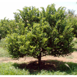 FLASZOWIEC ŁUSKOWATY Annona squamosa