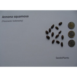 FLASZOWIEC ŁUSKOWATY Annona squamosa