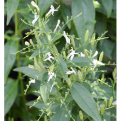  BRODZIUSZKA WIECHOWATA Andrographis paniculata