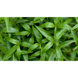  BRODZIUSZKA WIECHOWATA Andrographis paniculata