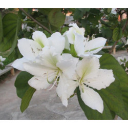 BAUHINIA ZMIENNA ALBA Bauhinia Alba