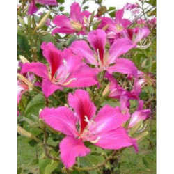 BAUHINIA PURPUROWA Bauhinia Purpurea