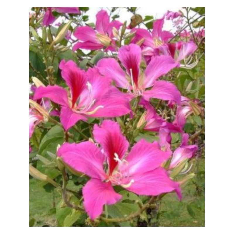 BAUHINIA PURPUROWA Bauhinia Purpurea