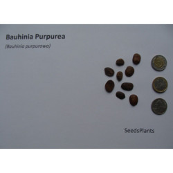 BAUHINIA PURPUROWA Bauhinia Purpurea