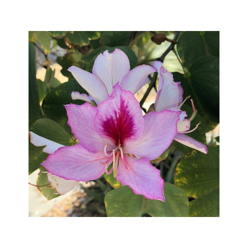 BAUHINIA ZMIENNA Bauhinia variegata