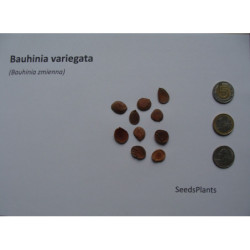 BAUHINIA ZMIENNA Bauhinia variegata