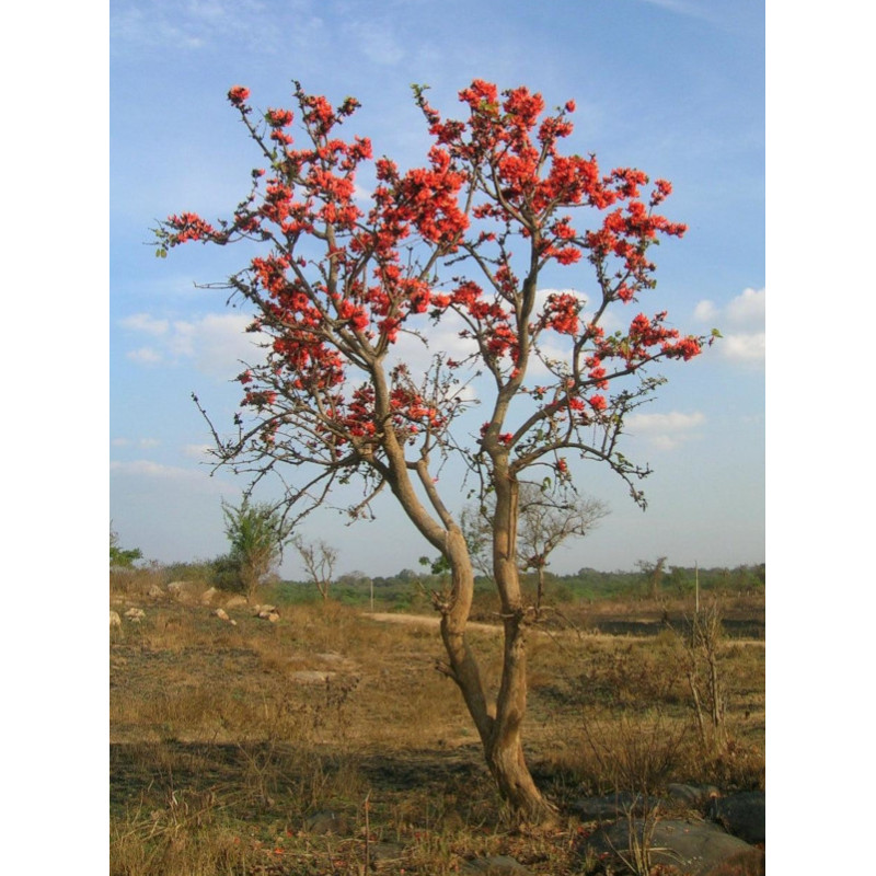  BUTEA MONOSPERMA Butea monosperma