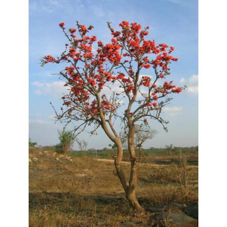  BUTEA MONOSPERMA Butea monosperma
