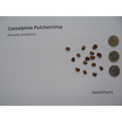 BREZYLKA NADOBNA Caesalpinia Pulcherrima