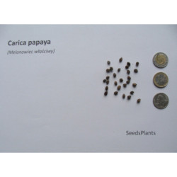 MELONOWIEC WŁAŚCIWY Carica papaya