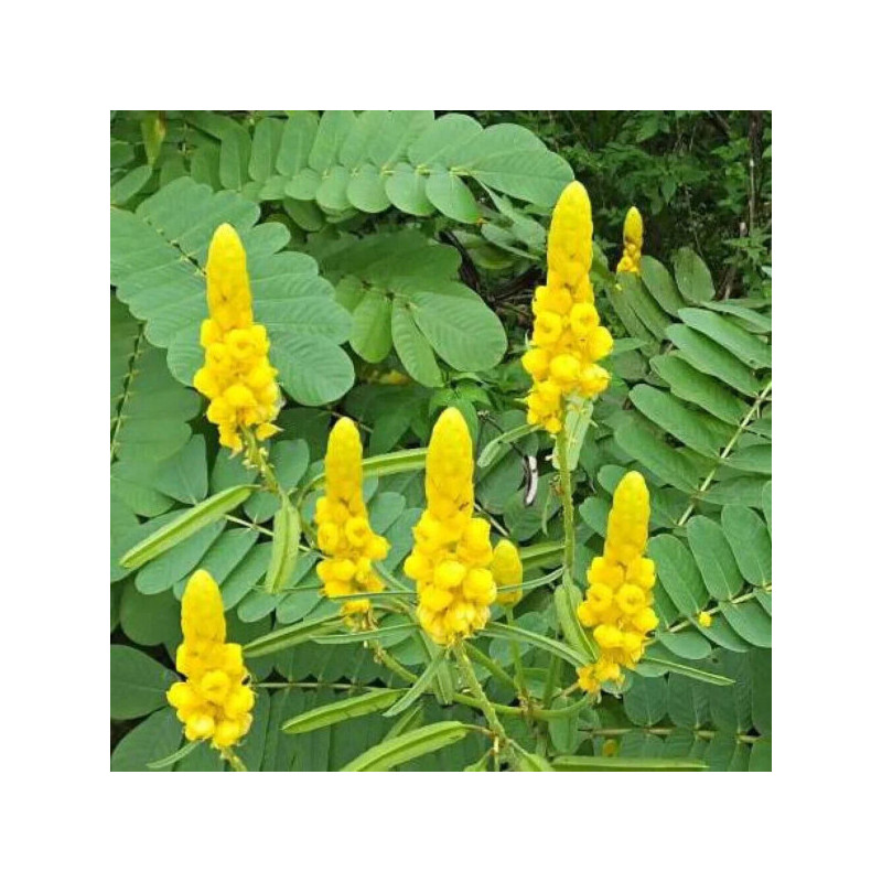  STRĄCZYNIEC OSKRZYDLONY  Cassia Alata