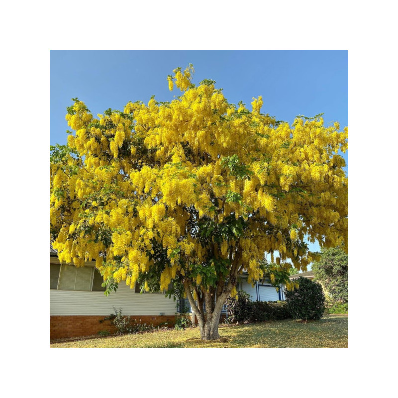 STRĄCZYNIEC CEWIASTY Cassia fistula