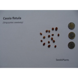 STRĄCZYNIEC CEWIASTY Cassia fistula