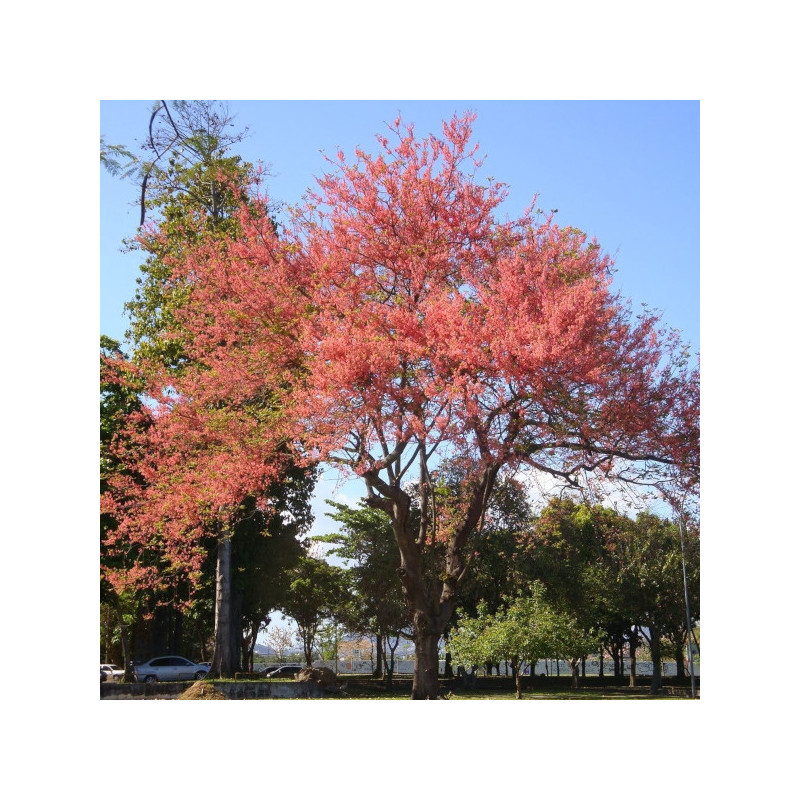 CASSIA GRANDIS Cassia grandis