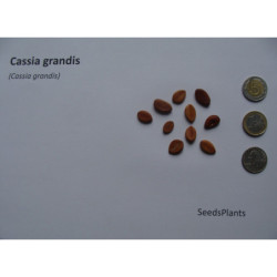 CASSIA GRANDIS Cassia grandis