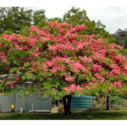 CASSIA NODOSA Cassia Nodosa