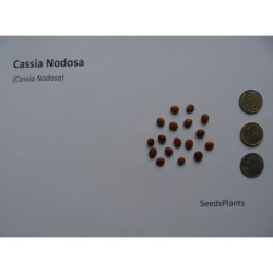 CASSIA NODOSA Cassia Nodosa