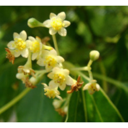 CYNAMONOWIEC KAMFOROWY Cinnamomum camphora